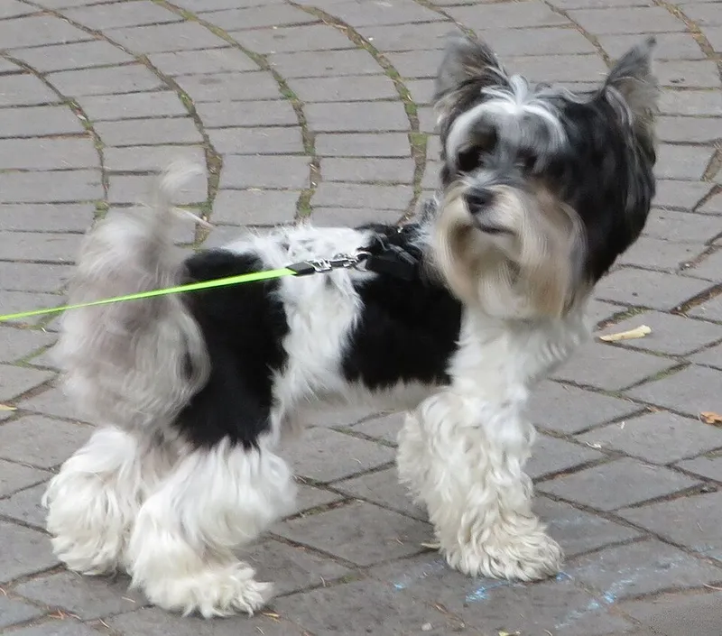 Biewer Terrier fotoğraf 8