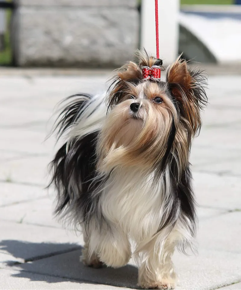 Biewer Terrier fotoğraf 9