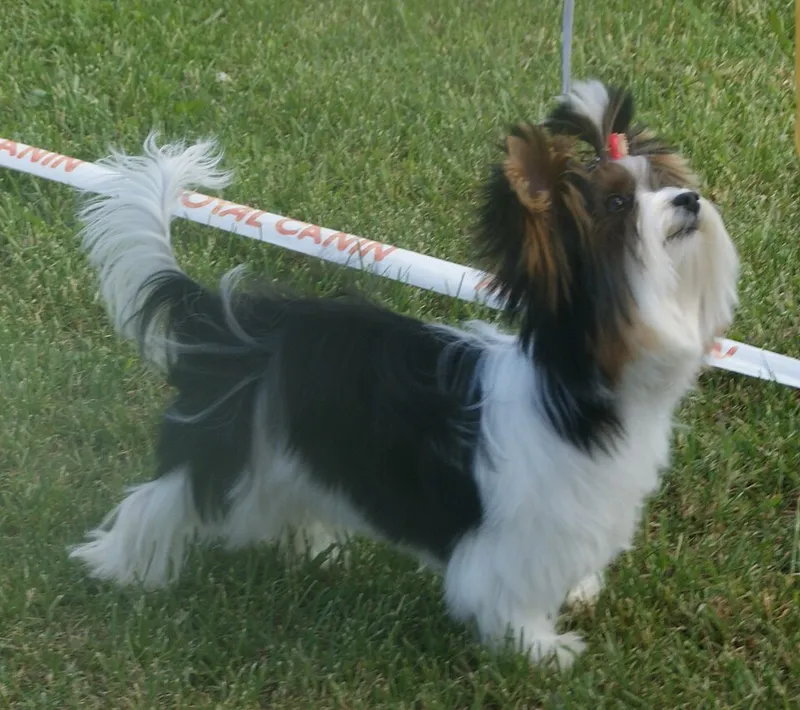 Biewer Terrier fotoğraf 10