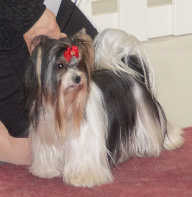Biewer Terrier fotoğraf 11