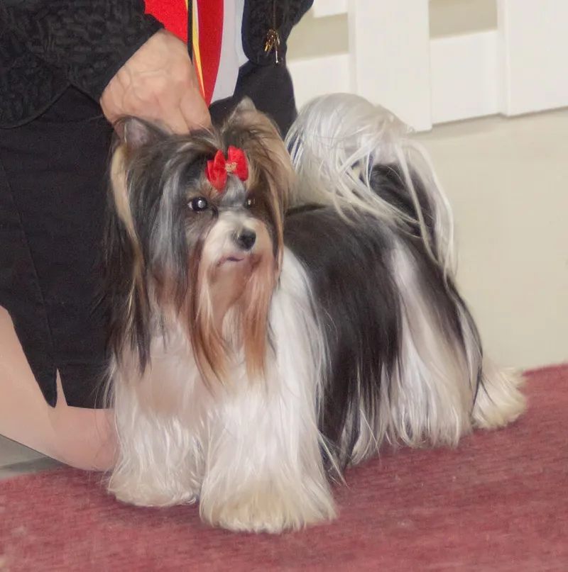 Biewer Terrier fotoğraf 12