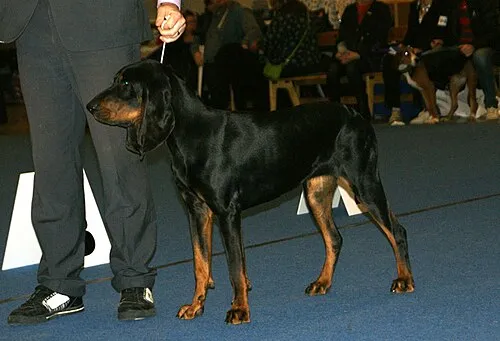 Black and Tan Coonhound fotoğraf 1