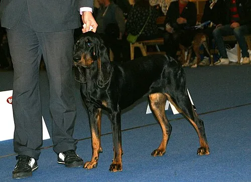 Black and Tan Coonhound fotoğraf 2