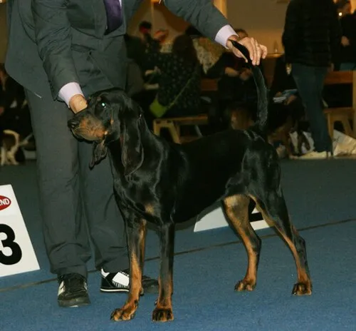 Black and Tan Coonhound fotoğraf 3