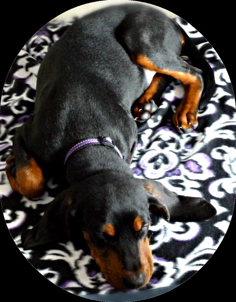 Black and Tan Coonhound fotoğraf 4