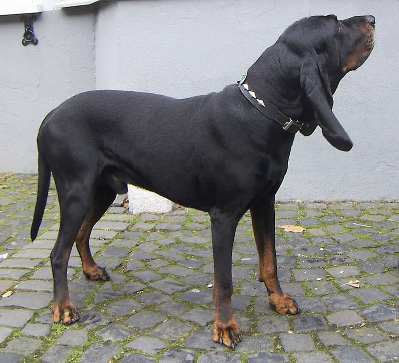 Black and Tan Coonhound fotoğraf 5