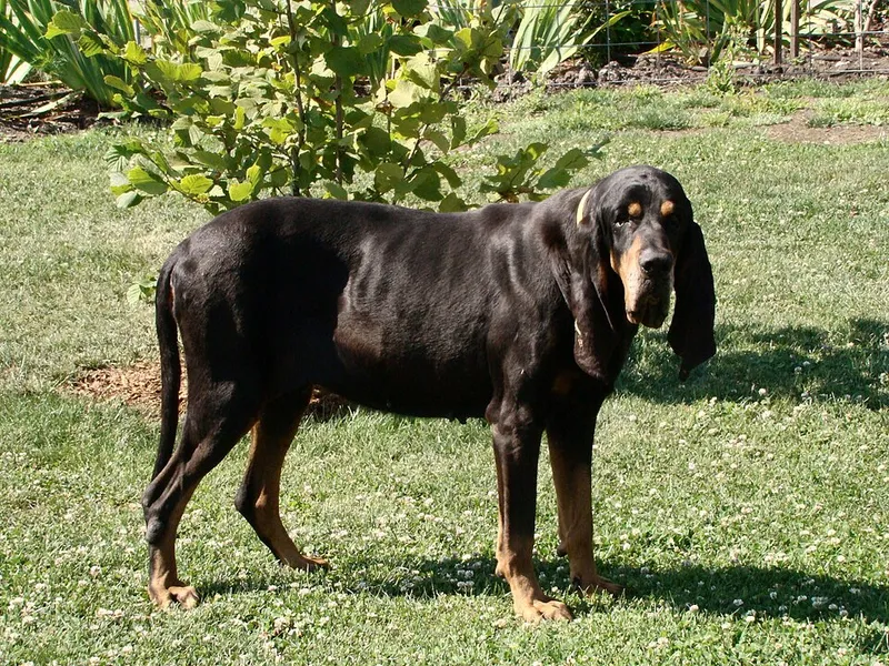 Black and Tan Coonhound fotoğraf 6