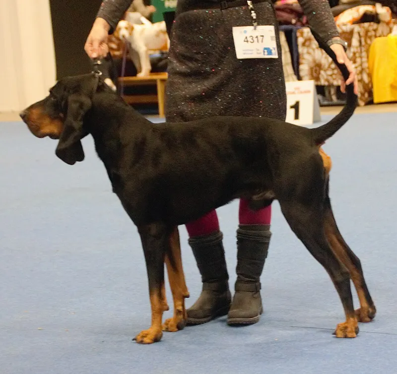 Black and Tan Coonhound fotoğraf 7