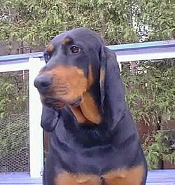 Black and Tan Coonhound fotoğraf 8