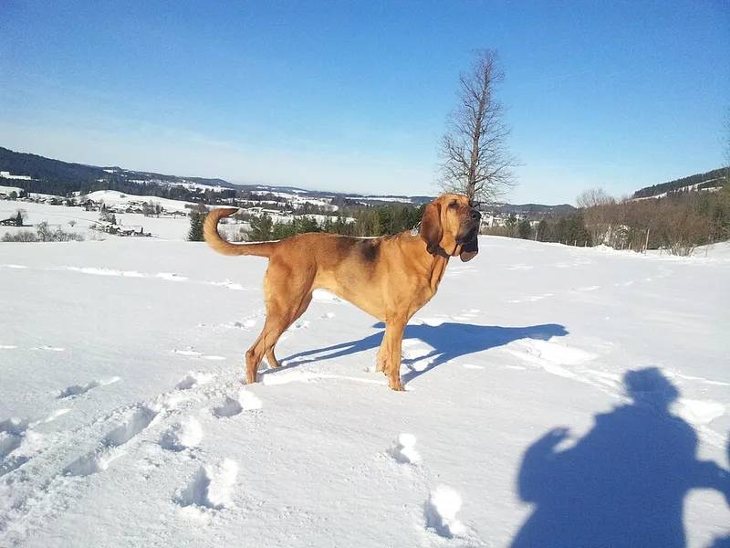 Bloodhound fotoğraf 1
