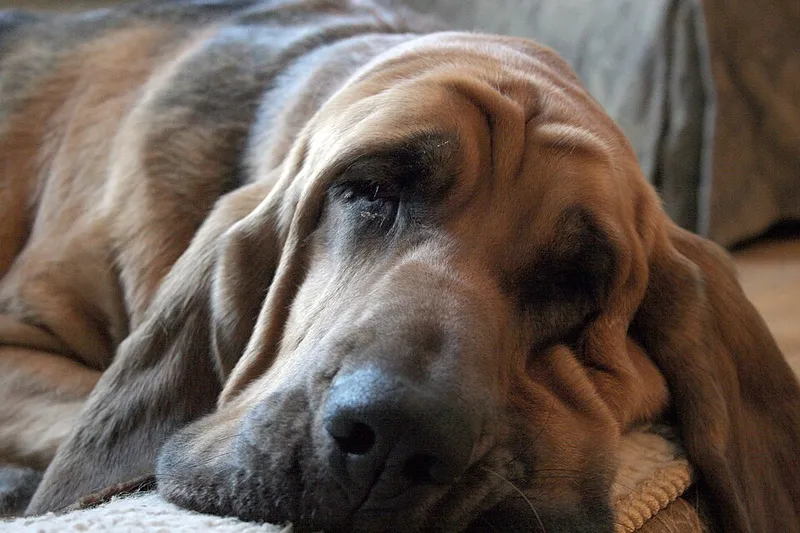 Bloodhound fotoğraf 3