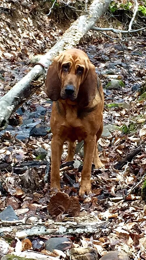 Bloodhound fotoğraf 4