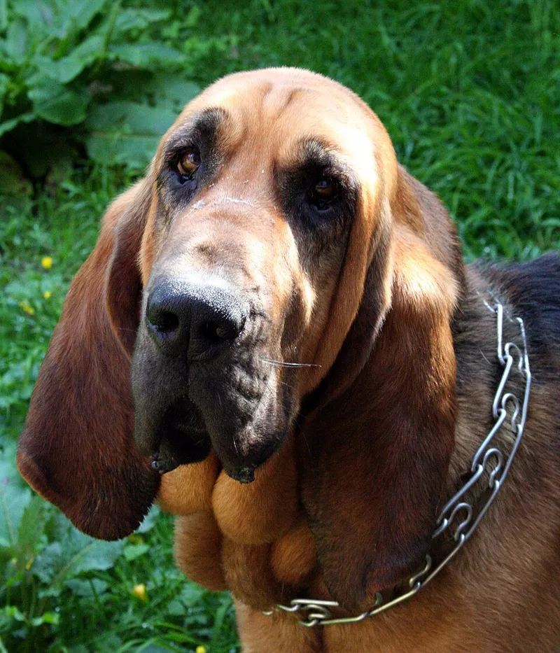 Bloodhound fotoğraf 5