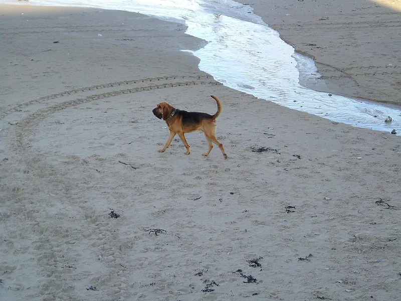 Bloodhound fotoğraf 6
