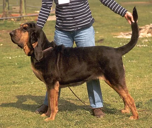 Bloodhound fotoğraf 7
