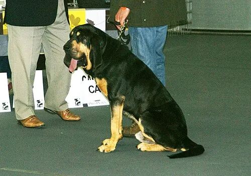 Bloodhound fotoğraf 8