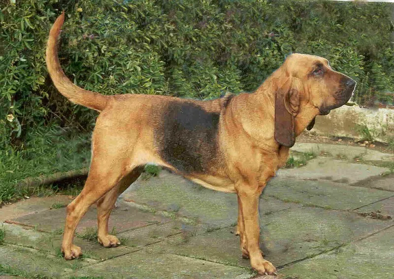 Bloodhound fotoğraf 9