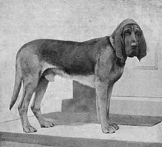 Bloodhound fotoğraf 10