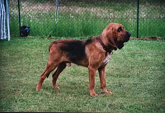 Bloodhound fotoğraf 11
