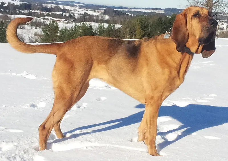 Bloodhound fotoğraf 12