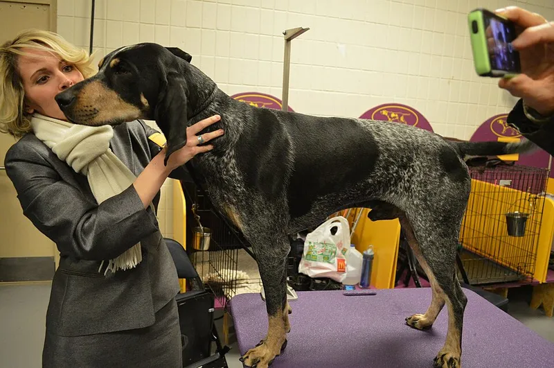 Bluetick Coonhound fotoğraf 1