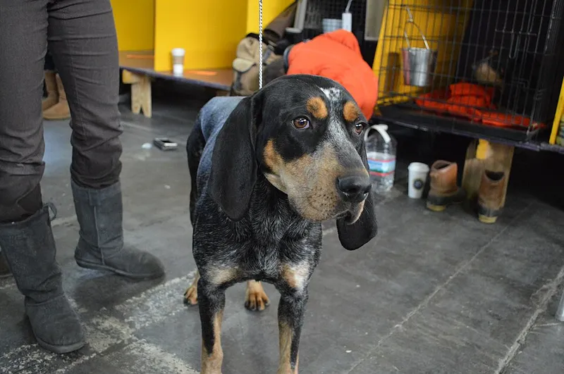 Bluetick Coonhound fotoğraf 2