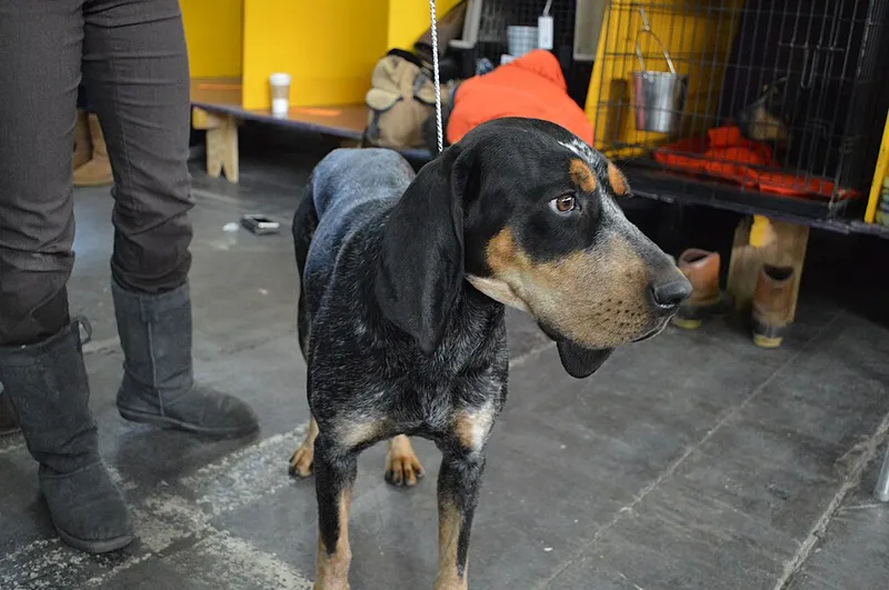 Bluetick Coonhound fotoğraf 3