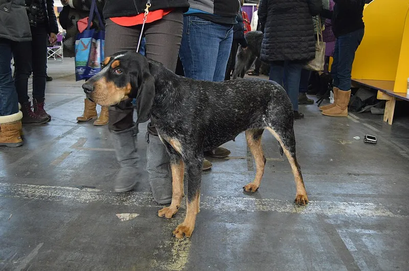Bluetick Coonhound fotoğraf 4