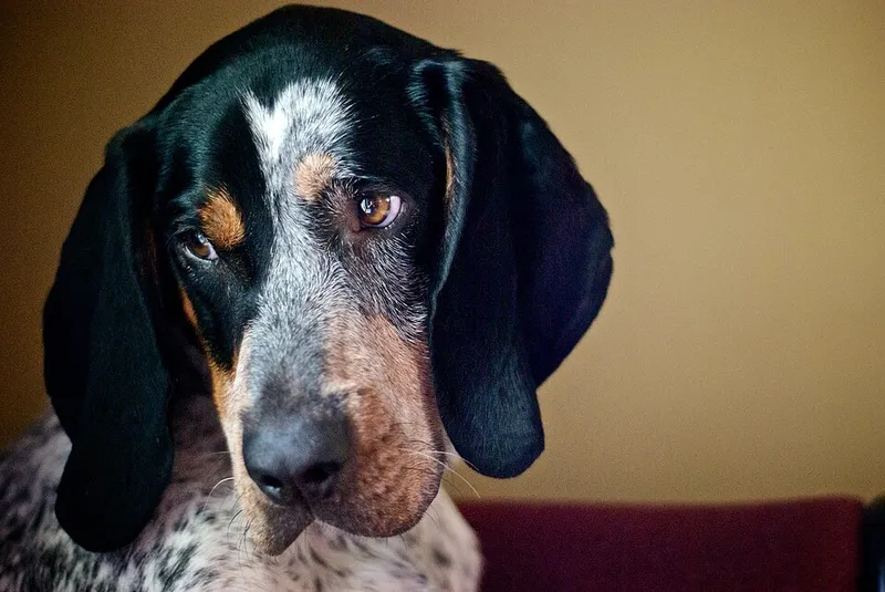 Bluetick Coonhound fotoğraf 5