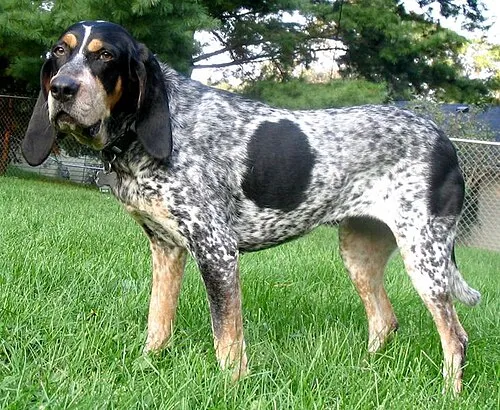 Bluetick Coonhound fotoğraf 6