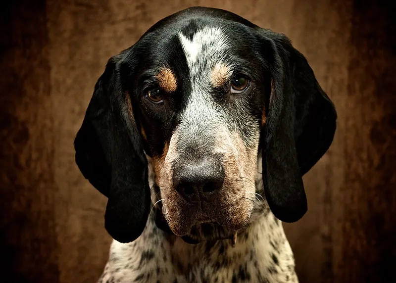 Bluetick Coonhound fotoğraf 7