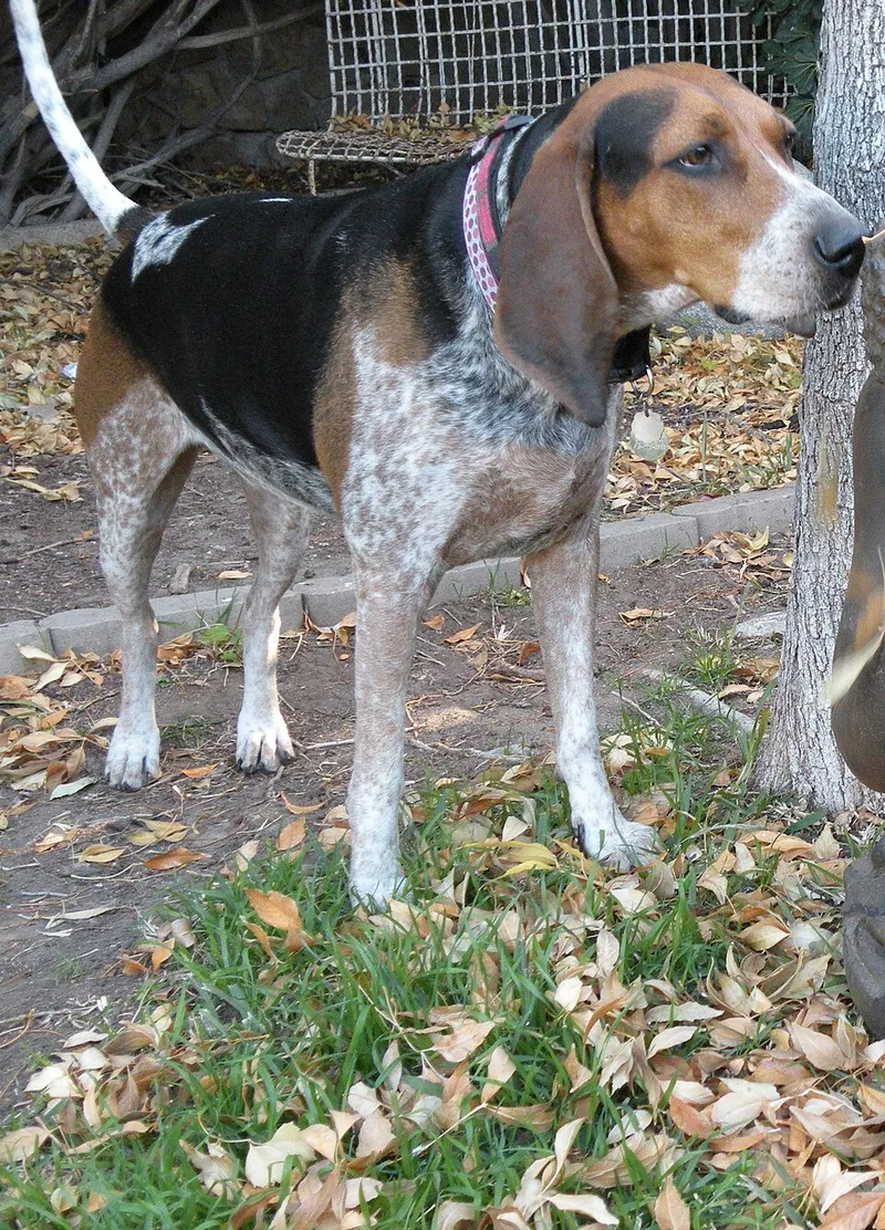 Bluetick Coonhound fotoğraf 8