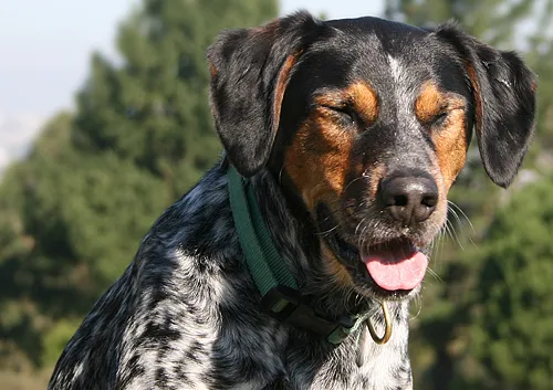 Bluetick Coonhound fotoğraf 9