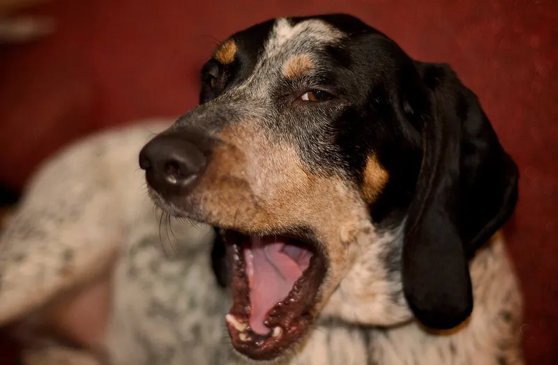 Bluetick Coonhound fotoğraf 10