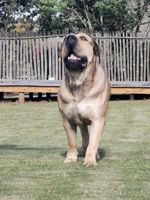 Boerboel fotoğraf 1