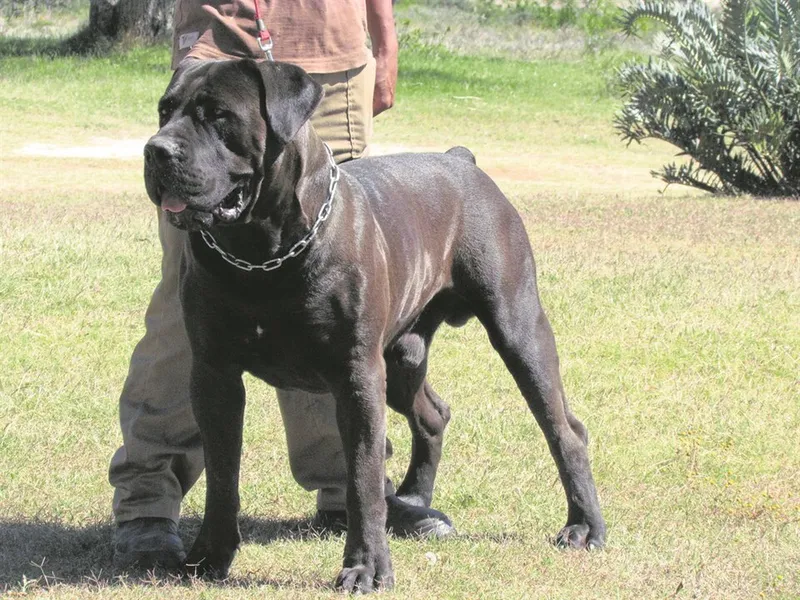 Boerboel fotoğraf 2
