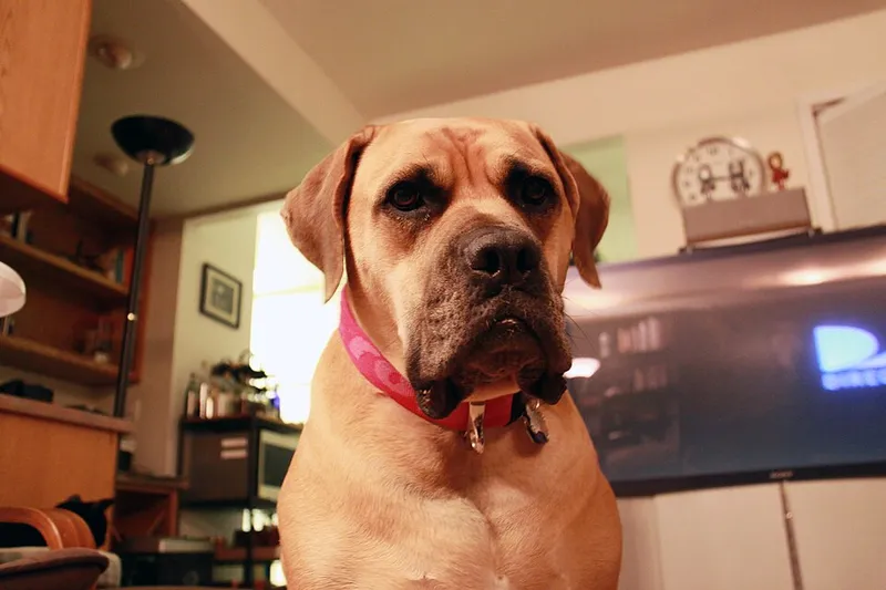 Boerboel fotoğraf 3