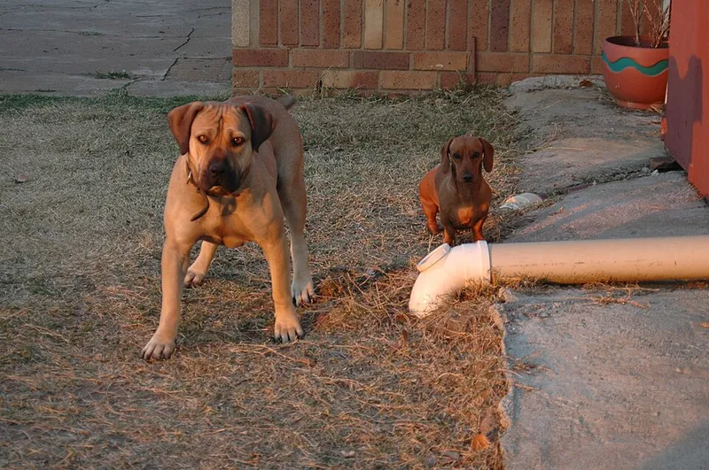 Boerboel fotoğraf 4