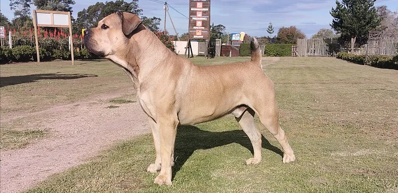 Boerboel fotoğraf 6