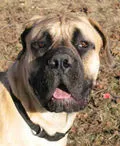 Boerboel fotoğraf 7