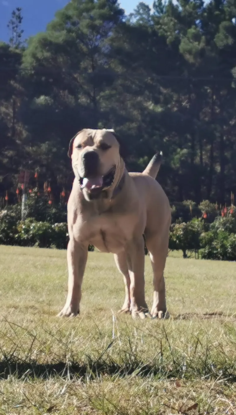 Boerboel fotoğraf 8