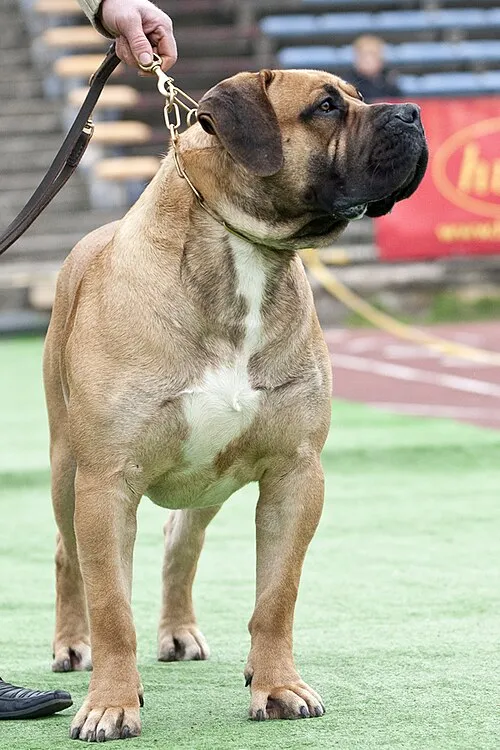 Boerboel fotoğraf 9