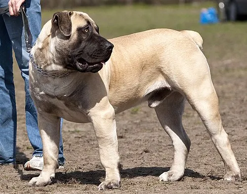 Boerboel fotoğraf 10