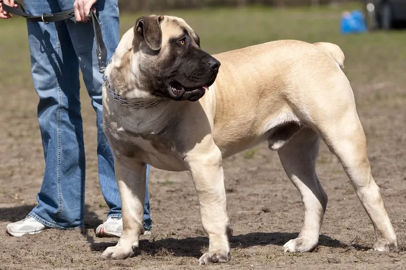 Boerboel fotoğraf 11
