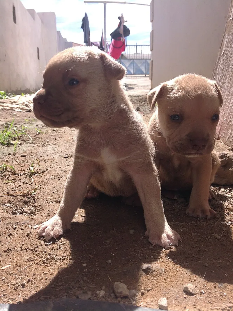 Boerboel fotoğraf 12