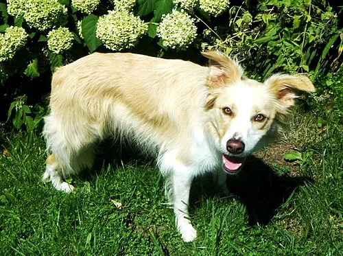 Border Collie fotoğraf 1