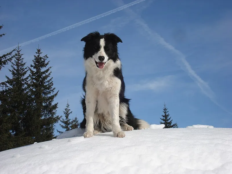 Border Collie fotoğraf 2