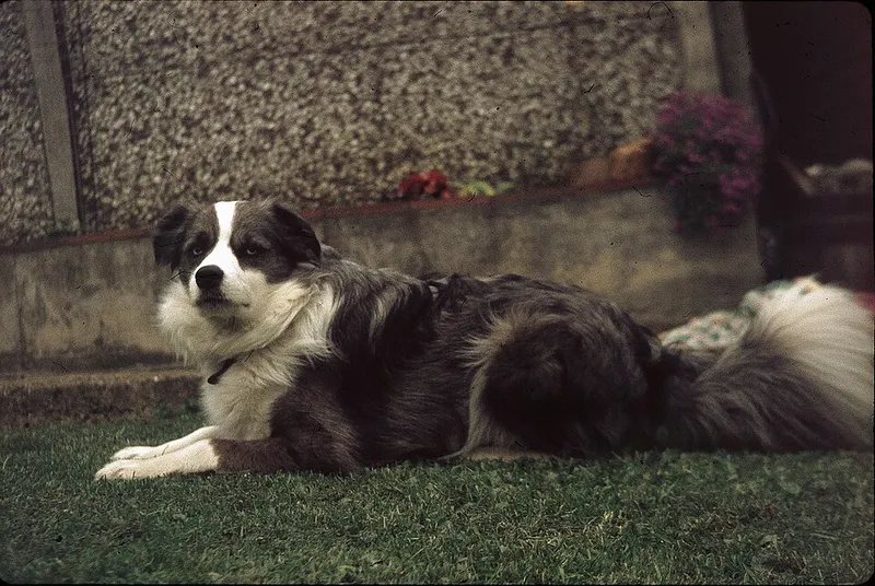 Border Collie fotoğraf 4