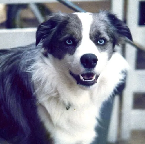 Border Collie fotoğraf 5