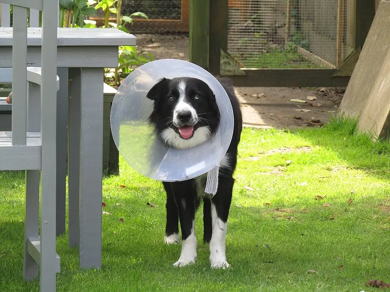 Border Collie fotoğraf 6